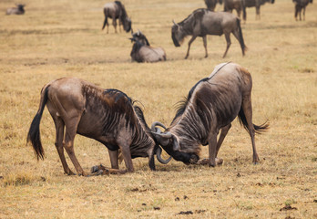 Naklejka premium wildebeest fight