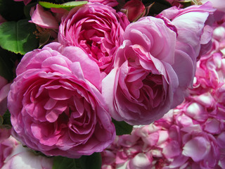 Obraz premium Róża damasceńska