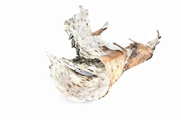 A piece of birch bark