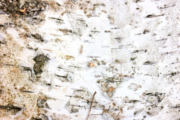 Background of birch bark