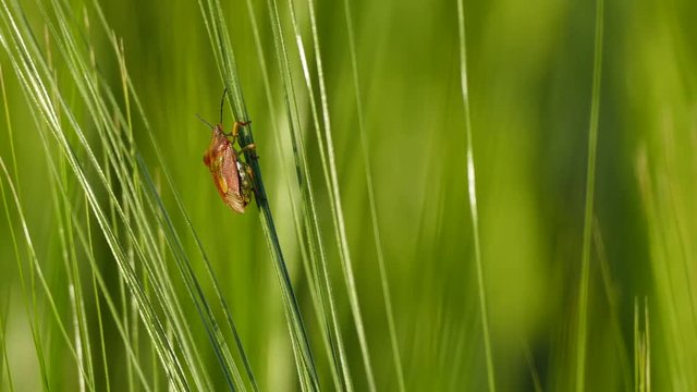 Bug on barley flower, close up, UHD