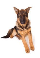 Shepherd puppy on a white