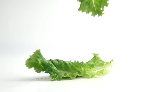  lettuce leaves falling on white in slow motion