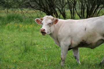 a white caw in a meadow 
