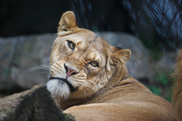 Fototapeta na wymiar Emotion of lioness