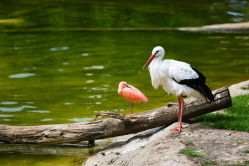 Birds by the river