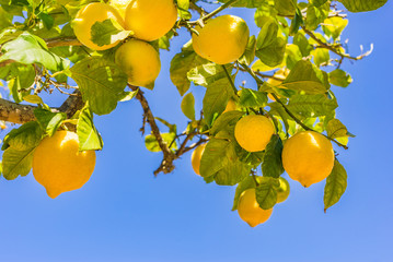 Lemon tree 