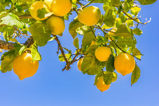Lemon tree 