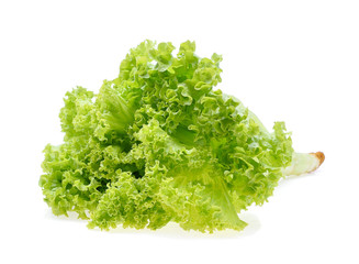 Green oak lettuce isolate on white background
