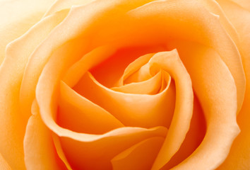 close up of orange rose petals - obrazy, fototapety, plakaty