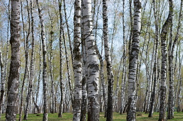 birch grove in the spring