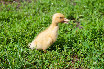 Single golden duck behind the pack