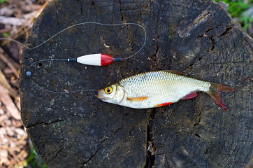 rudd and fishing tackle on a tree stump