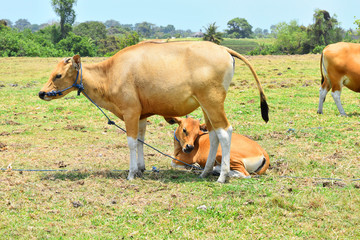 parent and child of the cow