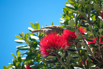 Pohutukawa tree flowers