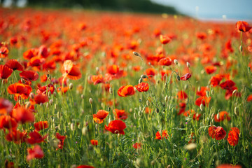 The huge field of red poppies flowers. Sun and clouds.