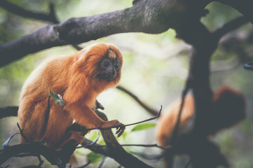 Singe tamarin lion à tête dorée