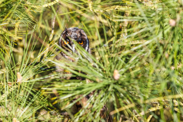 Cabeza de Búho Chico entre la vegetación. Asio otus.