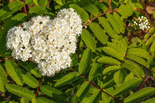 Ramas con hojas y flores de Ailanto, &Aacute;rbol del Cielo. Ailanthus altissima.