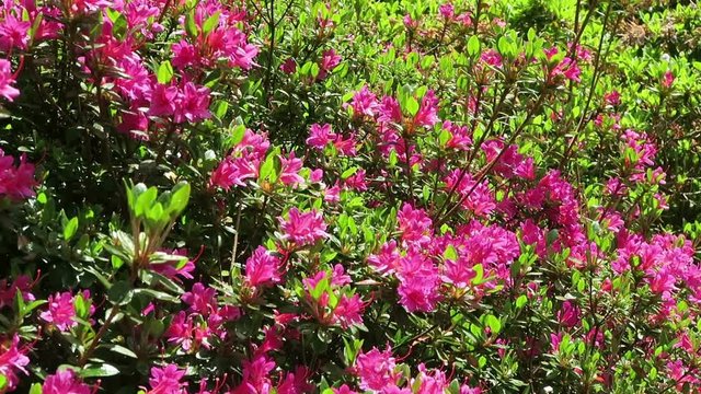 pink azalea bush in park landscape