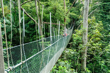 bridge canopy in the treetops of the trees in the forest of Taman Negara in Malaysia