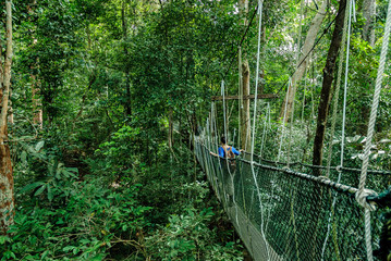 bridge canopy in the treetops of the trees in the forest of Taman Negara in Malaysia