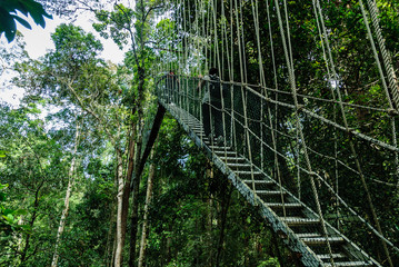bridge canopy in the treetops of the trees in the forest of Taman Negara in Malaysia