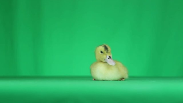 funny duck on a green screen