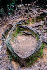 abstract with roots in the forest of Taman Negara in Malaysia