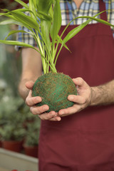 male employee working at a garden center