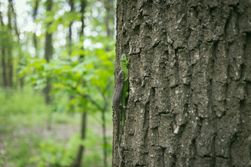 Green lizard in the wild.