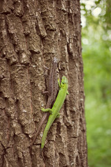 Green lizard in the wild.