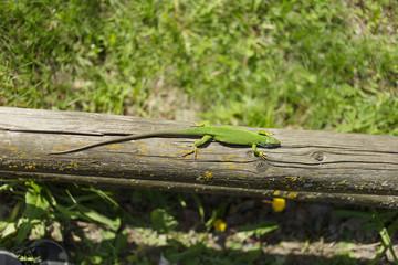 Green lizard in the wild.