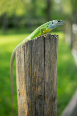 Green lizard in the wild.