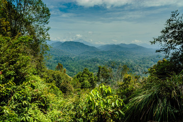 scenery inside the forest Taman Negara in Malaysia