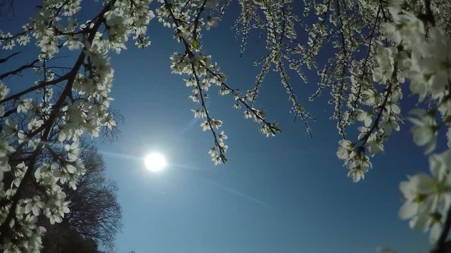hawthorn in springtime
