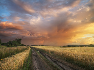 wheat field and road