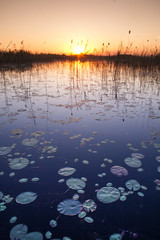 Okavango delta sunset