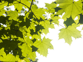 Leaves of norway maple tree in morning sunlight, selective focus, shallow DOF