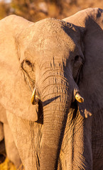 Wild African Elephant close up