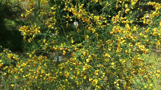 yellow Genista bush in blossom