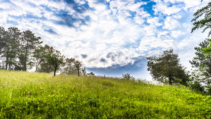 Beautiful natural Background, green gras and cloudy sky, sunny day