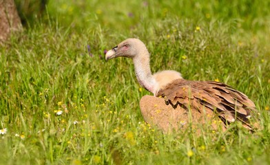 Griffon vulture in the meadow of Extremadura.