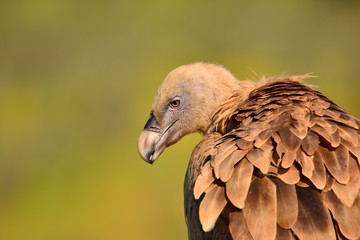 Close-up of griffon vulture head.