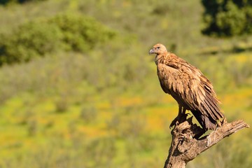 Griffon vulture in the meadow of Extremadura.