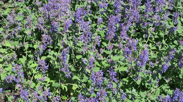 blue catmint flowerbed in bloom.