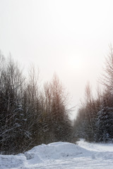 Winter in the Canadian forests