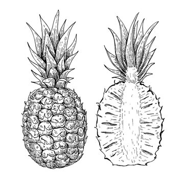 Vector hand drawn pineapple and sliced pieces set. Tropical summ