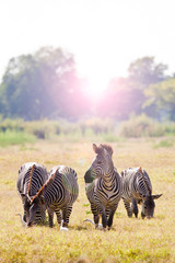 Herd of zebra at sunrise