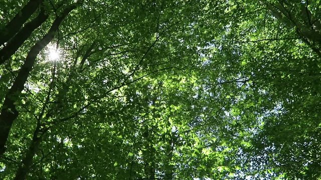 sunlight shines through the tree top of beech
